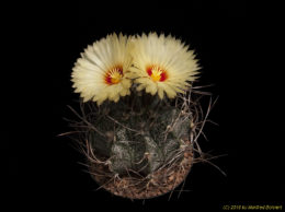 Astrophytum capricorne 1454 